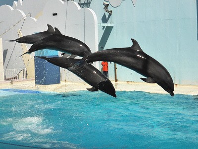 須磨海浜水族園のイルカ