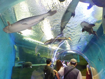 須磨海浜水族園アマゾン館の巨大魚