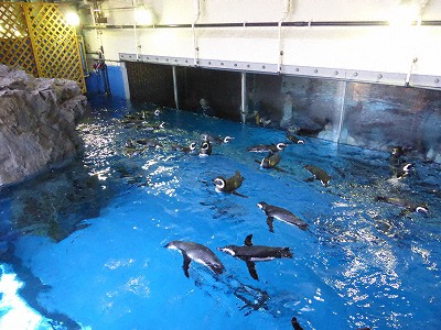 須磨海浜水族園ペンギン館