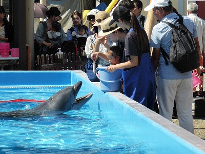 須磨海浜水族園イルカの餌やり体験