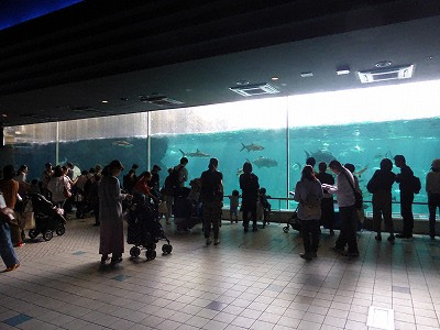 須磨海浜水族園本館の大水槽