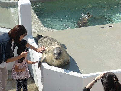 須磨海浜水族園アザラシにタッチ