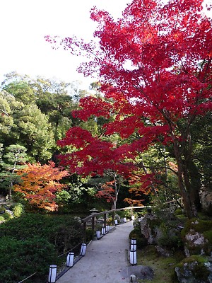 知恩院の紅葉