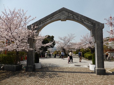 水の科学博物館の桜