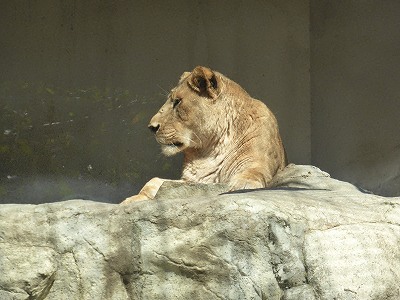 王子動物園のライオン