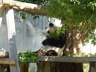 王子動物園のジャイアントパンダのタンタン（中国からの貸与期限2020年7月）