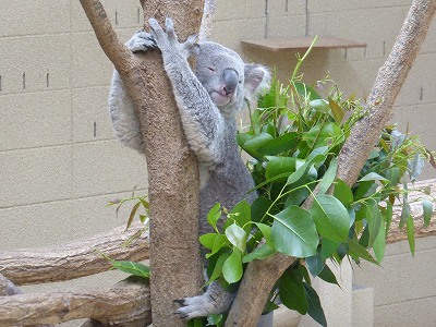 王子動物園のコアラ