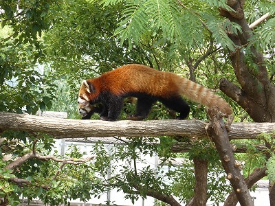 王子動物園のレッサーパンダ