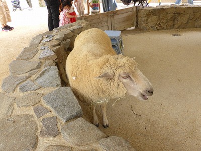 王子動物園の動物と子どもの国（ふれあい動物園）