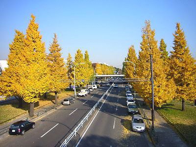 駒沢公園の黄葉