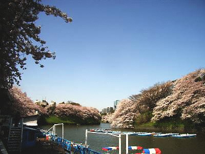 千鳥ヶ淵の桜