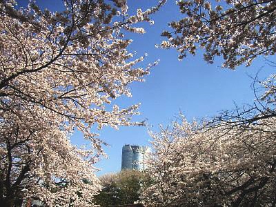 青山霊園の桜