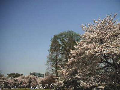 新宿御苑の桜