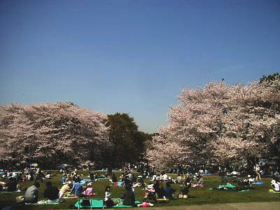 砧公園の桜