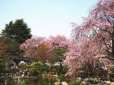 馬事公苑の桜