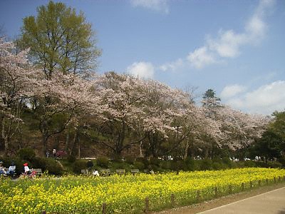 横浜市児童遊園地の桜