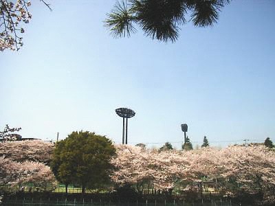 保土ヶ谷公園の桜