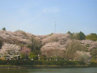 三ッ池公園の桜