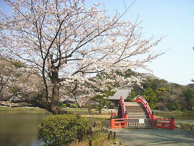 称名寺の桜
