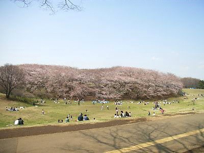 根岸森林公園の桜