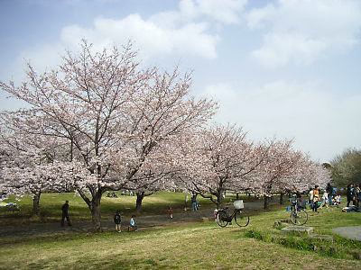大井ふ頭中央海浜公園の桜