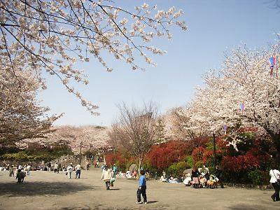 飛鳥山公園の桜