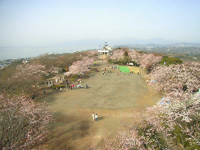 湘南平の桜