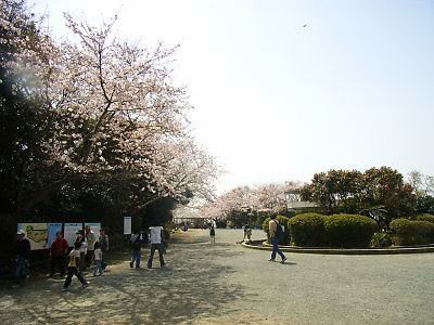 披露山公園の桜