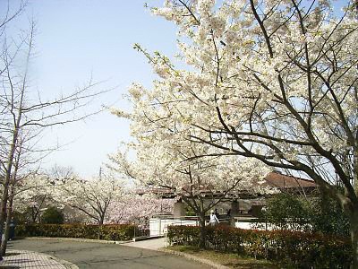 金沢自然公園の桜