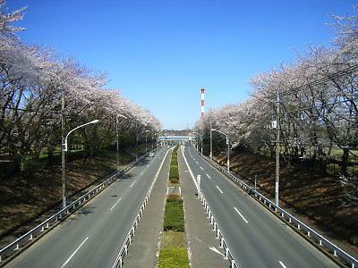 野川公園の桜