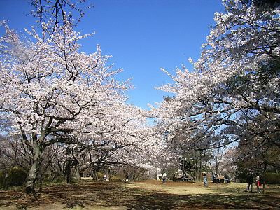 桜ヶ丘公園の桜