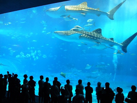 沖縄美ら海水族館